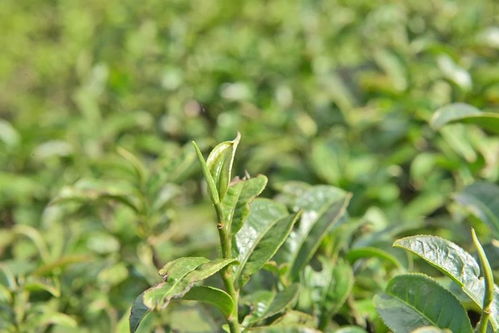 昔日供销大茶山 今日有机好茶园——一叶见春秋的蜕变之路