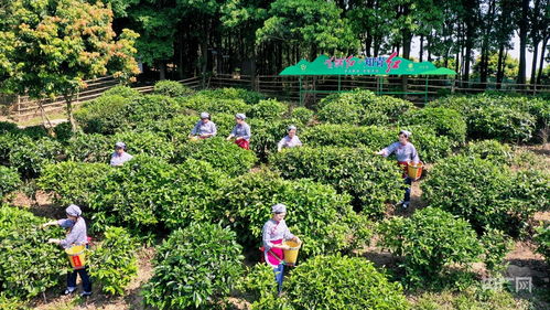 广东广州 以茶为媒，老茶山焕发新活力