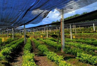 茶叶种植致富路，施肥要点一站全掌握