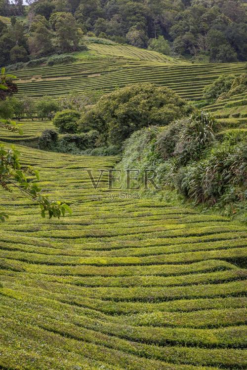 翠浪连天 亚速尔群岛的茶叶种植摄影纪行