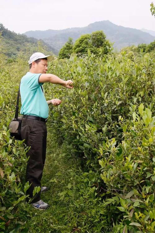 茶香氤氲富春山——杭州富阳龙井茶叶种植基地的绿色发展之路