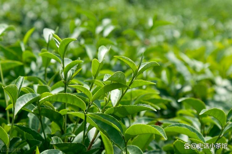 茶叶优质种植管理技术 全面提升茶叶产量与品质的关键措施