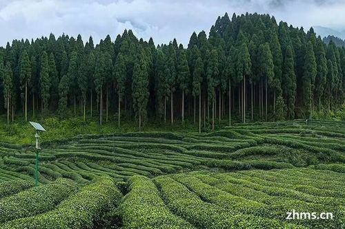 中国茶叶种植分布 从江南烟雨到云贵高原，一片叶子的壮阔版图