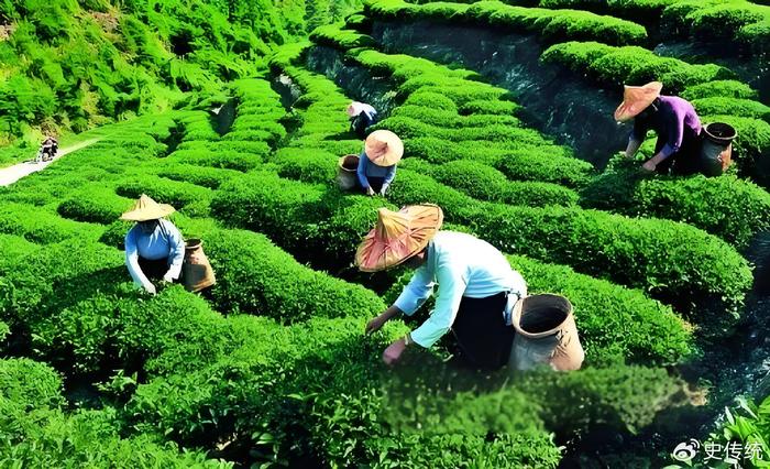 中国茶叶种植与加工行业投资策略建议 聚焦种植端