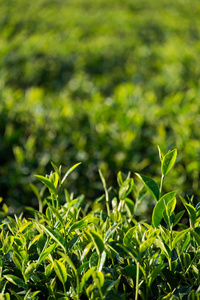茶叶在种植园里的阳光梁 茶叶种植与光照管理
