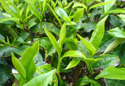 茶叶种植前景如何？哪个品种茶叶种植前景好？