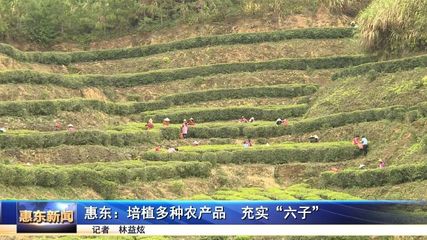 惠东 培植多种农产品充实“六子”，茶叶种植成增收新亮点