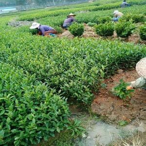 茶叶苗批发与茶叶种植全指南 从选苗到丰收
