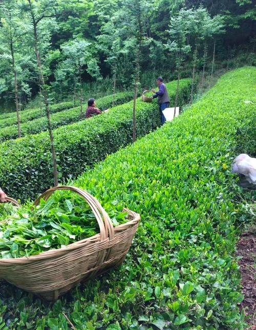 茶山云海间，那一抹嫩绿的希望——茶叶种植的山水赞歌