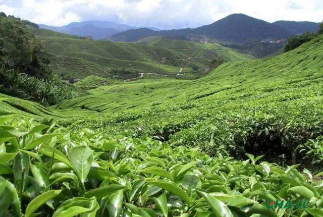 我国最北的茶叶种植区域在哪里？看完就懂了！
