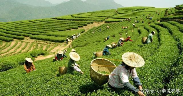 茶叶种植与剪枝指南 从栽培到修剪的实用技术