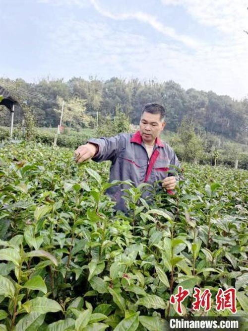 广东英德致富带头人李明山 带领全村种茶致富成就美丽家园