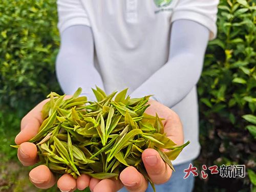 追寻茶树茶韵,探究茶业振兴