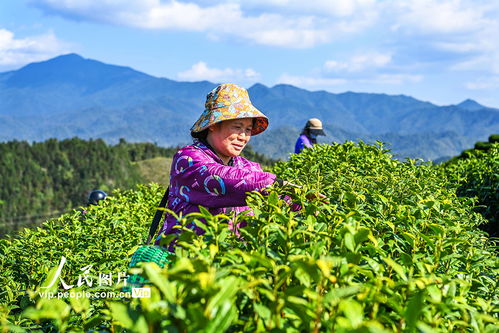 江西铜鼓 采摘春茶助增收